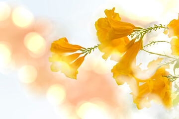 Blur, gold flower, background, bokeh, beautiful, round