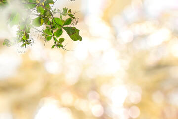 Natural green leaves, blurred backgrounds with beautiful circular bokeh.