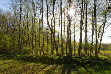 Buchenwald im Frühling, Nordrhein-Westfalen, Deutschland, Europa