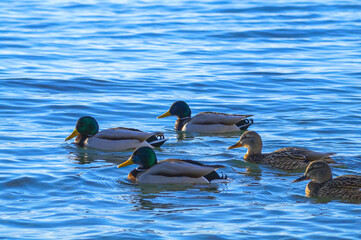 ducks in the water