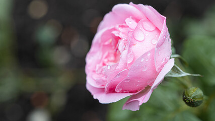 Beautiful pink rose with drops after rain in the garden. High quality photo
