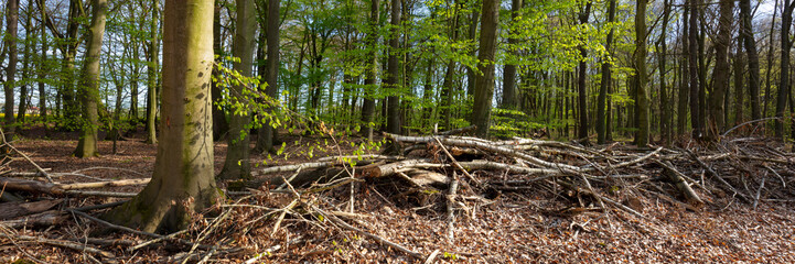 Obraz premium Baumäste am Waldboden, Buchenwald im Frühling, Nordrhein-Westfalen, Deutschland, Europa