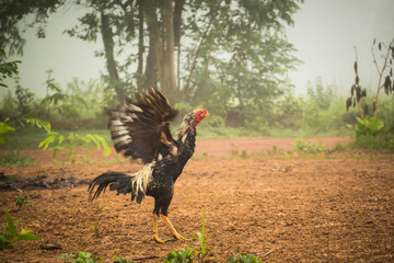 rooster in the grass