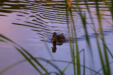 brown duck 