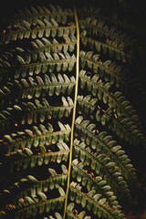 fern leaf on the ground