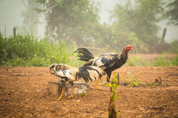rooster in the grass