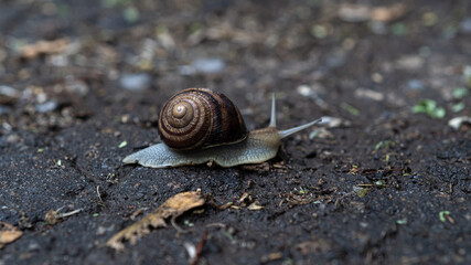 Big snail in shell crawling on road, summer day in garden. High quality photo