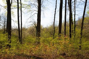 Buchenwald im Frühling, Nordrhein-Westfalen, Deutschland, Europa