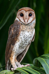 Andaman barn owl