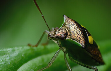 beautiful closeup photos of insects