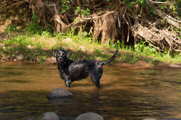 Black Labrador walking along the river.