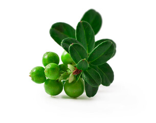 Cowberry with leaves and green unripe berries isolated on a white background.