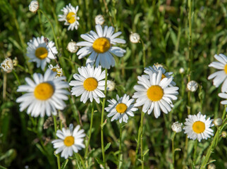 Fototapeta premium Full frame chamomile field as backdrop. Summer natural flower background.
