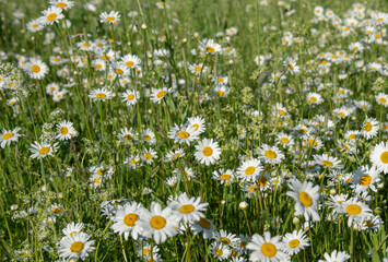 Full frame chamomile field as backdrop. Summer natural flower background.