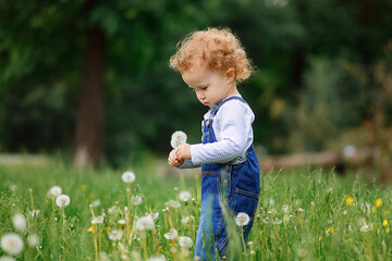 Little curly girl with dandelions