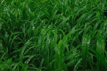 Helena grass with dew close-up background
