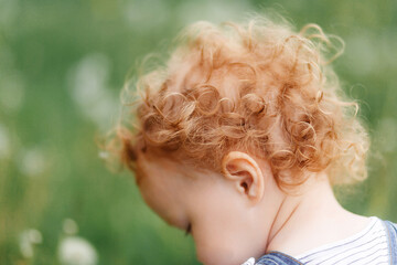 Fototapeta premium rear view, Wild curly blonde tangled hair of a toddler view from the back of the head – Kids with Curly Hair Maintenance and Grooming.
