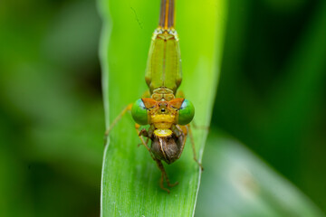 beautiful closeup photos of insects