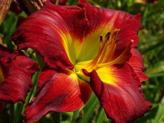 LIRIO  DE COLOR ROJO Y AMARILLO.