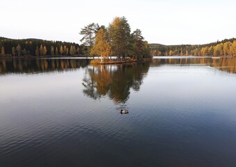 Obraz premium Reflection of duck and trees in the lake - Oslo, lake Sognsvann 