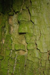 Obtained green bark on wood background