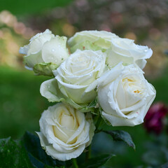 Flowers ripening in the garden allow you to enjoy not only the look and aroma, but the observation of the full cycle of flowering, growth and ripening of the plant.
