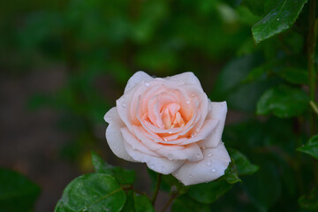 Flowers ripening in the garden allow you to enjoy not only the look and aroma, but the observation of the full cycle of flowering, growth and ripening of the plant.