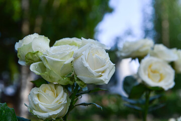 Flowers ripening in the garden allow you to enjoy not only the look and aroma, but the observation of the full cycle of flowering, growth and ripening of the plant.