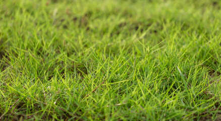 Green grass texture from a field