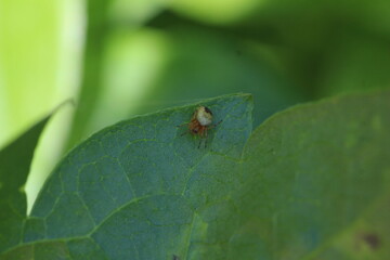 unbestimmte kleine Spinne