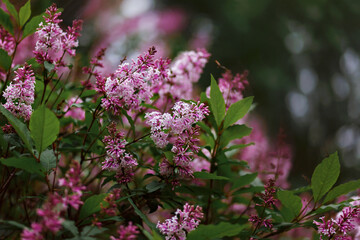 Spring branch of blossoming lilac, Summer lilac or Buddleia davidii flowering plant with violet fully open blooming flowers on multiple pyramidal spikes surrounded.