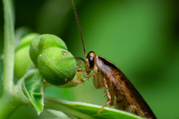 beautiful macro closeup shots of insects