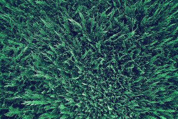 Fototapeta na wymiar vintage effect green pine leaves wall texture background