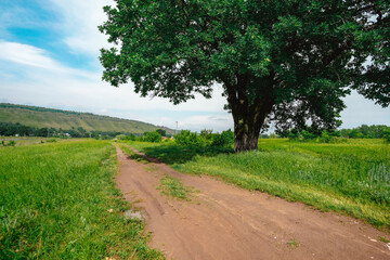 Fototapeta na wymiar Rural summer landscape, beautiful nature with mountains and a giant oak tree