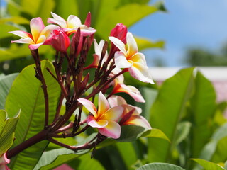 Plumeria mix color white pink and yellow colorfull flower blooming in garden on blur nature background Tropical nature, Frangipani, Temple, Graveyard Tree Apocynaceae