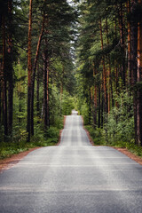 A beautiful tree lined road leading into the forest. The sun breaks through the branches. Vertical Photo. Long way through beautiful forests. Travel concept