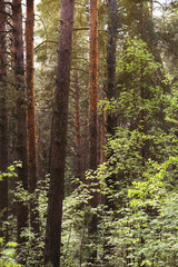 Fototapeta premium Sunset in the woods with young trees of pine and birch. Forest Trees with Sunlight Pouring through Tree Branches at Sunset in the Woods. Ecosystem and healthy environment. Travel concept