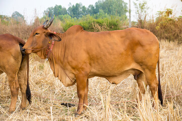Cows  standing on rice fields,Thai breed of cows that were raised in the rice fields..