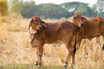 Cows calf standing standing on rice fields Cows are standing grazing the grass in the field..