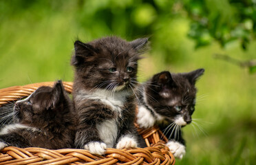 Kittens look out of the basket at a new wonderful world.