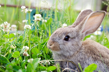 A gray-brown rabbit sits in the clover grass and nibbles the grass