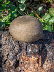 Fototapeta na wymiar Smooth round stone balanced on top of a large boulder image in vertical format