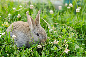 Naklejka na ściany i meble A gray-brown rabbit sits in the clover grass and nibbles the grass