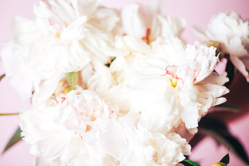Beautiful delicate peonies on a pink background, blooming flowers, March 8, mother's day, birthday present