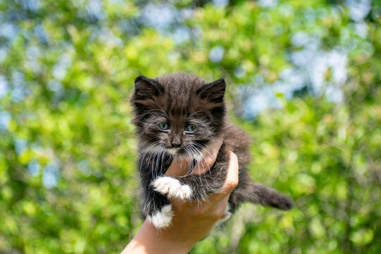 Kitten posing on a female palm.