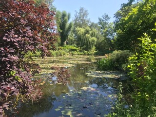 pond with flowers