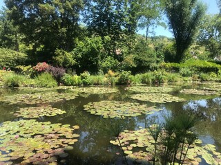 pond with flowers