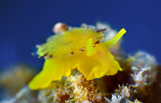 Yellow umbrella slug - Tylodina perversa, Mediterranean Sea. Kusadasi Turkey

