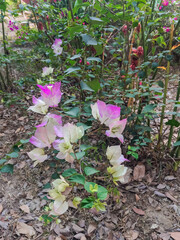 flowers in the garden.
