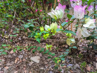 spring flowers in the garden.